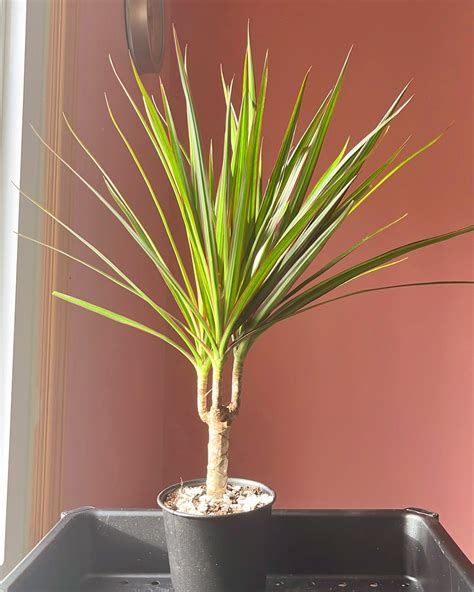 25 Different Types of Indoor Plants | Houseplant Alley