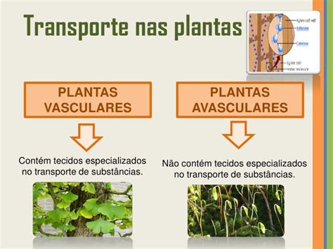 Transporte nas plantas