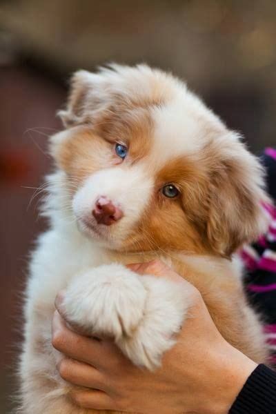 iia mi aigje cute dogs cute animals puppies