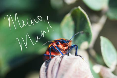 The Monday Issue: Macro, Man!
