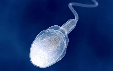 Giant 100 Million Year Old Sperm Cells Discovered – The Oldest Known ...