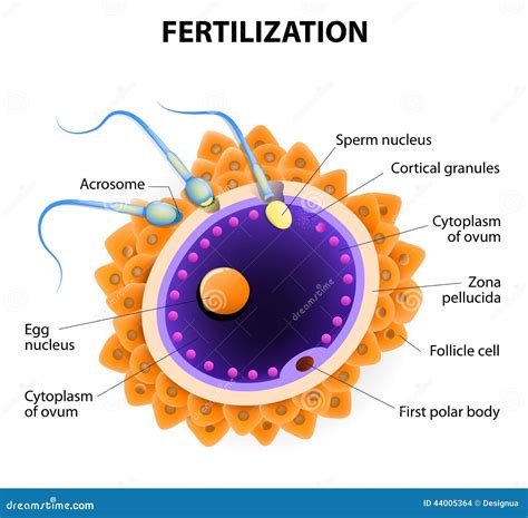 Fertilization. Penetration Sperm Cell of the Egg Stock Vector