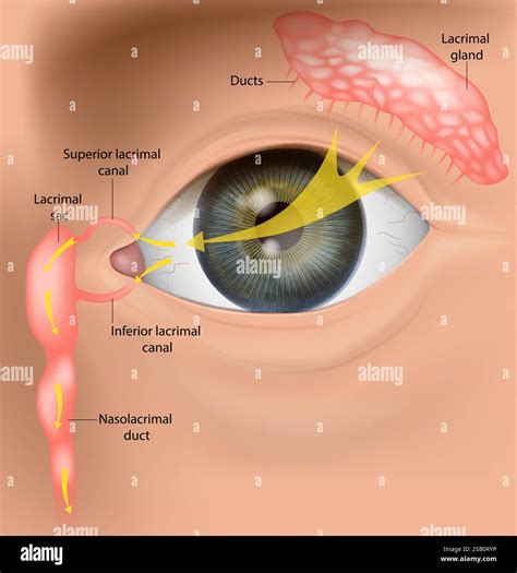 human tear drainage system anatomy lacrimal apparatus  tear flow