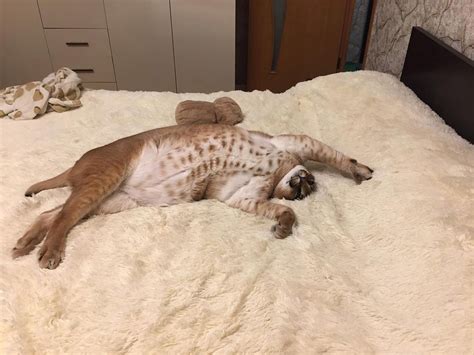 Кто же на самом деле этот кот Шлепа, самый популярный котомем? (ФОТО ...