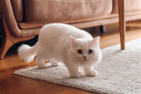 Cat Lovers guide to the Munchkin Cat – Catnets