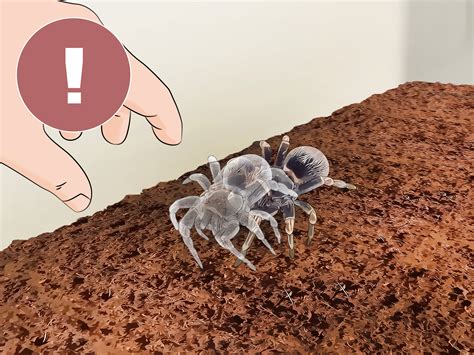 ways to tarantula smelly step by step 2