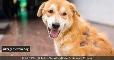 how to get rid of dog allergy