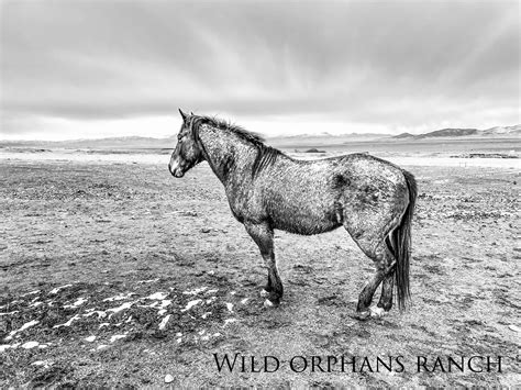 “The beauty of the world in black and... - Wild Orphans Ranch | Facebook