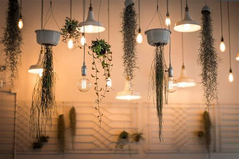 Guide To Indoor Plant Lighting | The Indoor Gardens