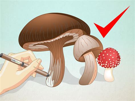 how to draw mushrooms