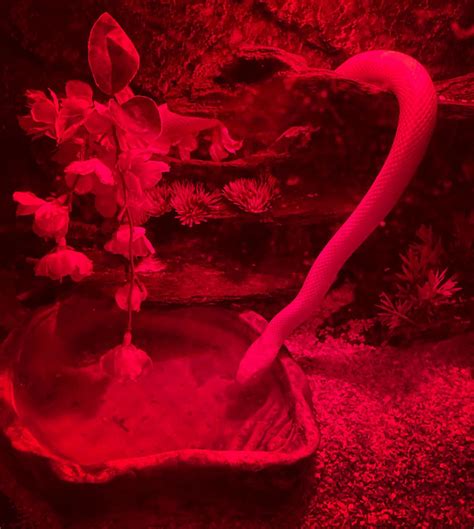 [ ʜ ᴏ ʟ ʟ ʏ _ ᴍ ᴏ ᴏ ɴ ] (@holly_moon.exe) • Instagram photos and videos