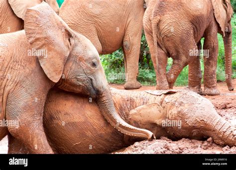 Baby elephants playing Stock Photo - Alamy