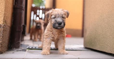 Whoodle vs Wheaten Terrier: อะไรคือความแตกต่าง? | Newagepitbulls