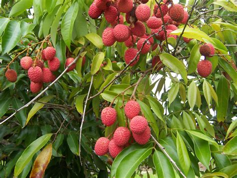 lychee wikiwand