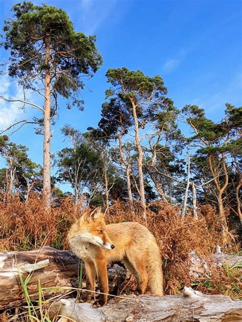 fox forest red young  photo  pixabay pixabay