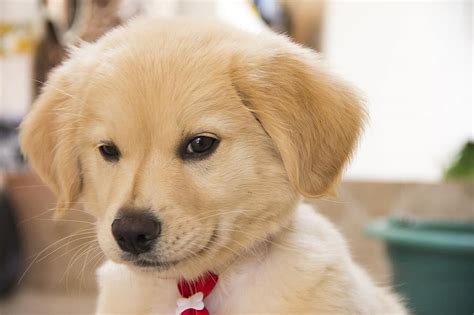 Are Dogs Domestic Animals