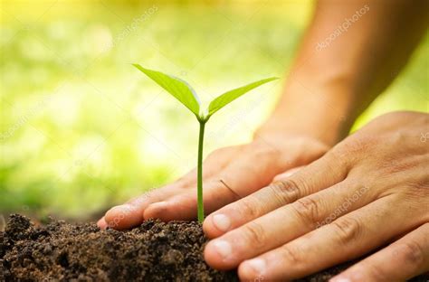 plant growing  hand