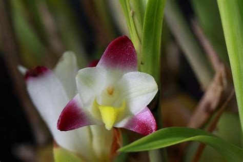 bothriochilus bellus db hccaos