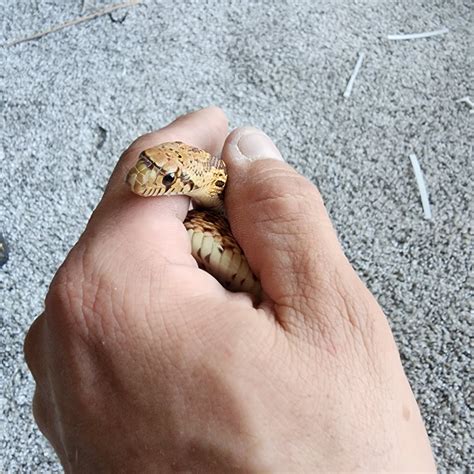 Male Kingsville - Other Colubrids - MorphMarket Reptile Community