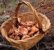 Cesta Significado - Definición de cesta - Qué es, Significado y Concepto