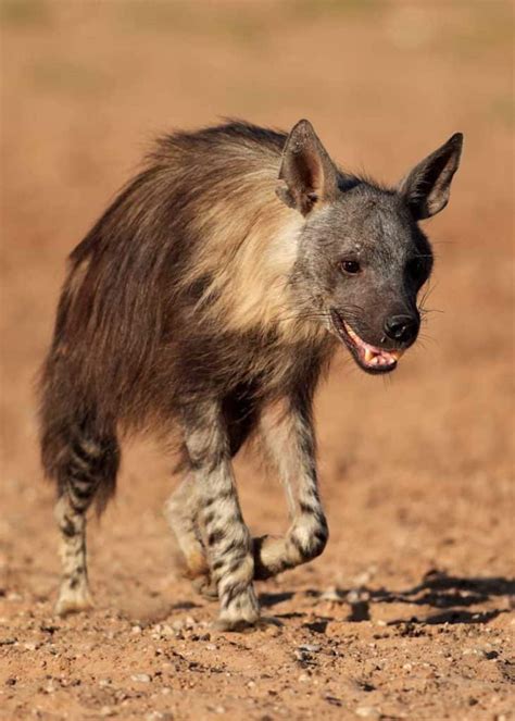 brown hyena facts habitat diet strandwolf size storyteller travel