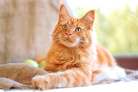 Ginger Cat Game 4 – AmazinglyCat