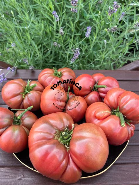 Гном Малиновая нерка (Crimson Sockeye Dwarf) США – Tomatinсa.ru