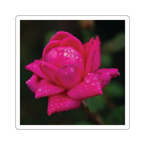 Red Rose Sticker, Roses in the Rain Sticker, Rainy Day Roses, Rainy Day