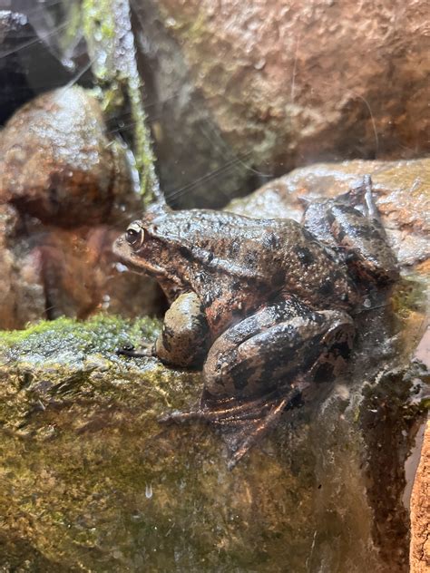 Frog Butt Spotted : r/frog