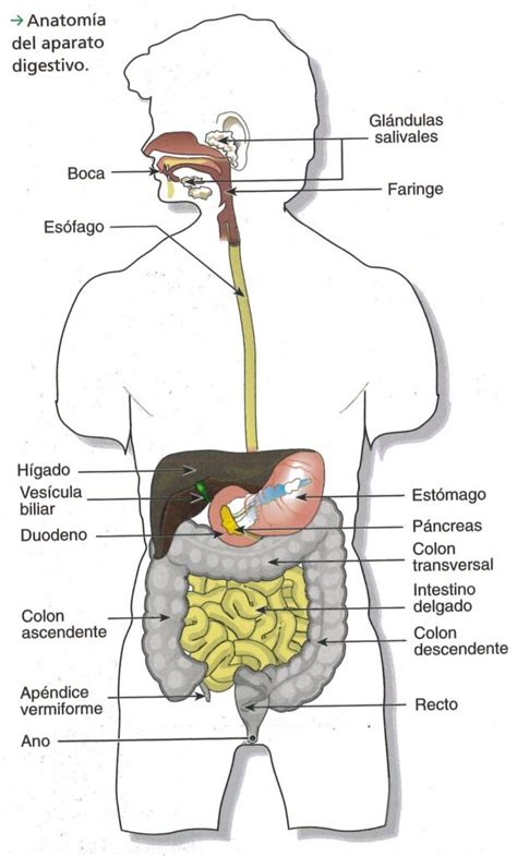 Esquema del aparato digestivo ¡Fotos & Guía 2021!