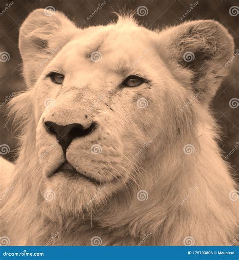 This animal adoption center rescued a very rare white lion 32