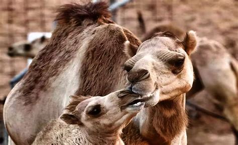 desert herbivores 8