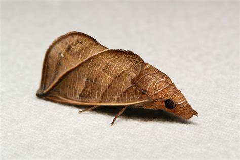 🔥 Calyptra, the Vampire Moth 🔥 : r/NatureIsFuckingLit