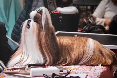 Lhasa Apso: What you need to know about behavior and training