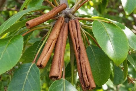 piment meaning european sweet pepper  caribbean allspice