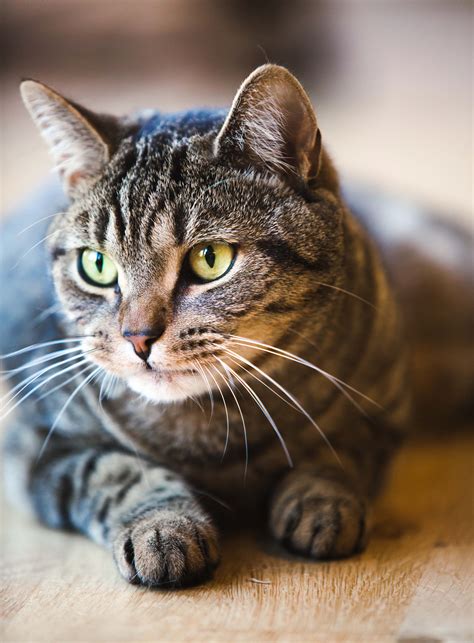 What Color Eyes Do Tabby Cats Have at Susan Keefe blog