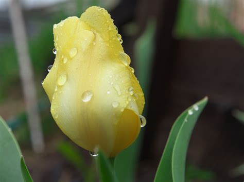 bunga tulip  tetesan embun kelopak bunga  tetesan air tulip