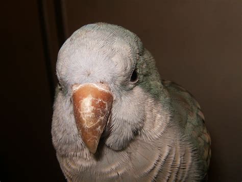 Pin on Quaker Parrots