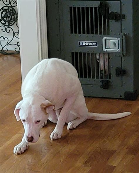 Counter Surfing : r/GuiltyDogs