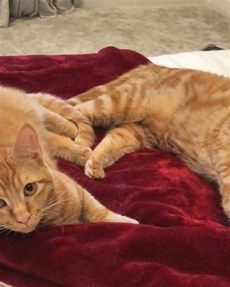 Alley Cat Rescue Inc. added a new... - Alley Cat Rescue Inc.