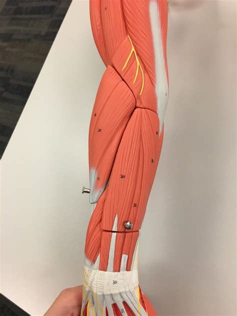 muscles  posterior forearm diagram quizlet