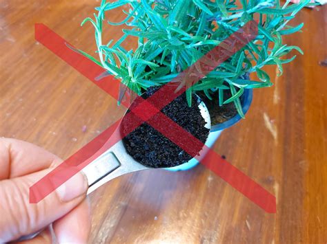 are coffe grounds good for plants 6