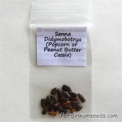 Popcorn Peanut Butter Cassia Senna Didymobotrya Seeds | Fair Dinkum Seeds