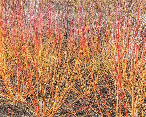 Types of red twig dogwood: 11 eye-catching varieties | Gardeningetc