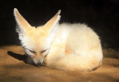 The 150+ Best Fennec Fox Names You Could Ever Find