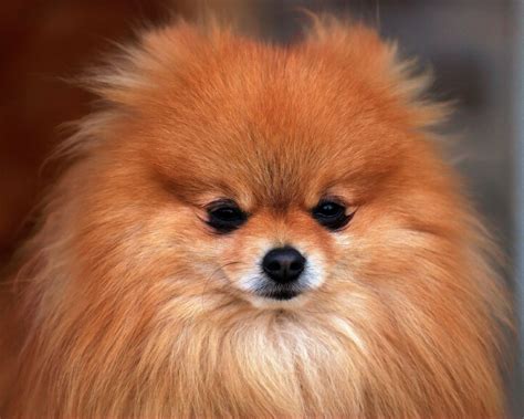 Pomeranian Wallpaper