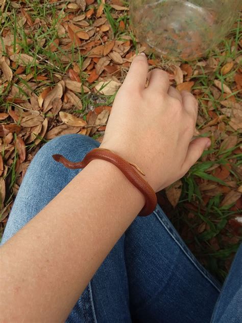 Wormy the Pine Woods Snake | Rare species, Beaut, Leather bracelet