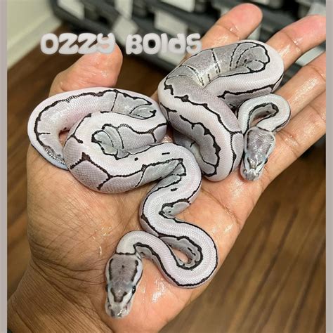 vpi axanthic desert ghost spider ball python  fireball