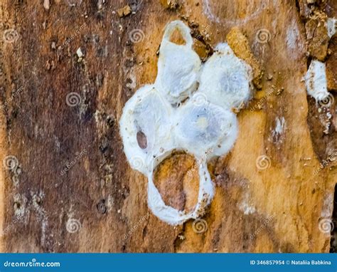 Spider Nests with Eggs Inside the Bark of a Tree. the Spiders Have ...