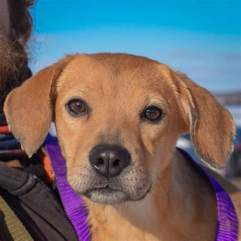 Gelato - Animal House Shelter